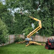 How Our Tree Care Process Works  in  Camp Croft, SC