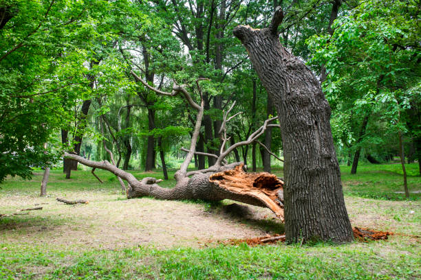 Professional Tree Care in Camp Croft, SC