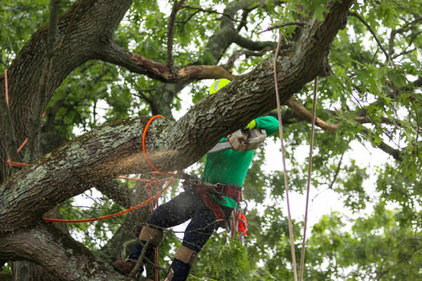 Best Emergency Tree Removal  in Camp Croft, SC